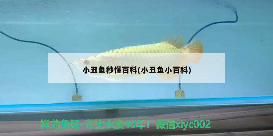 小丑魚秒懂百科(小丑魚小百科)