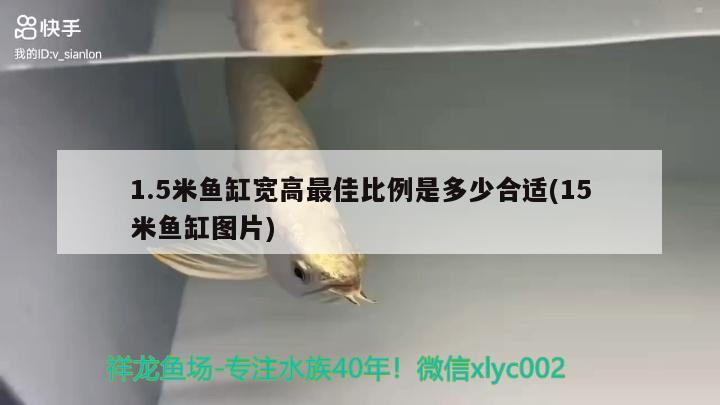 1.5米魚缸寬高最佳比例是多少合適(15米魚缸圖片)