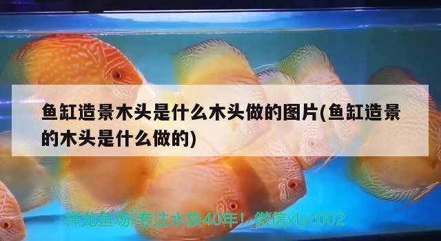 魚缸造景木頭是什么木頭做的圖片(魚缸造景的木頭是什么做的)