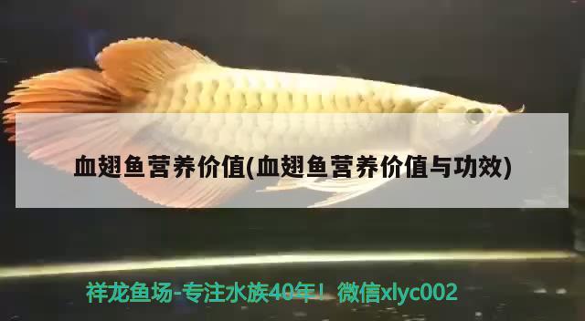 血翅魚營養(yǎng)價(jià)值(血翅魚營養(yǎng)價(jià)值與功效) 觀賞魚