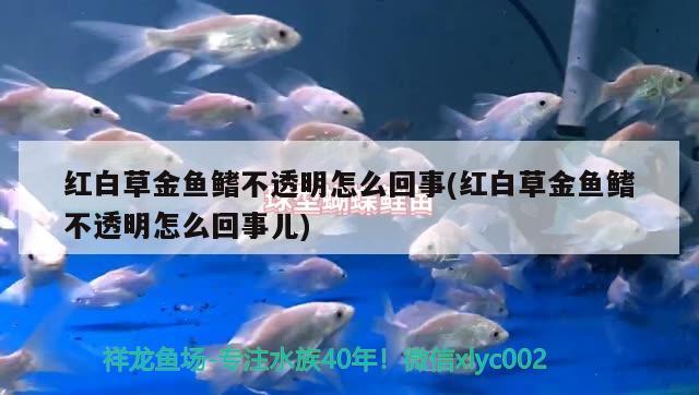 紅白草金魚鰭不透明怎么回事(紅白草金魚鰭不透明怎么回事兒)