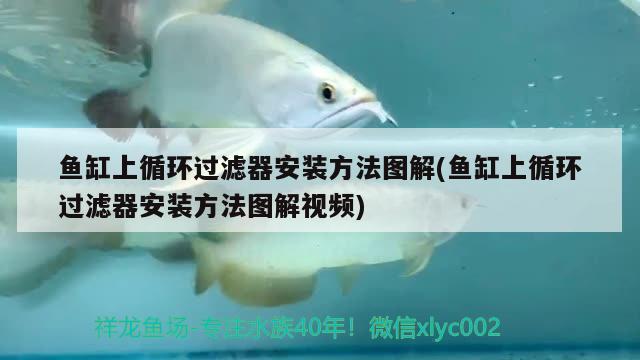 魚(yú)缸上循環(huán)過(guò)濾器安裝方法圖解(魚(yú)缸上循環(huán)過(guò)濾器安裝方法圖解視頻) 孵化器