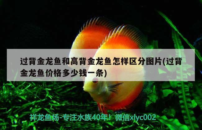 過背金龍魚和高背金龍魚怎樣區(qū)分圖片(過背金龍魚價格多少錢一條)