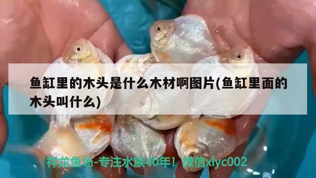 魚缸里的木頭是什么木材啊圖片(魚缸里面的木頭叫什么) 粗線銀版魚