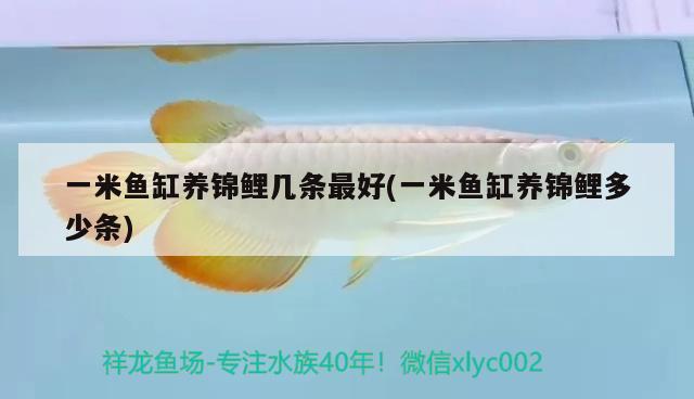 一米魚缸養(yǎng)錦鯉幾條最好(一米魚缸養(yǎng)錦鯉多少條) 孵化器