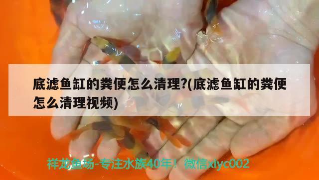 底濾魚缸的糞便怎么清理?(底濾魚缸的糞便怎么清理視頻) 非洲金鼓魚