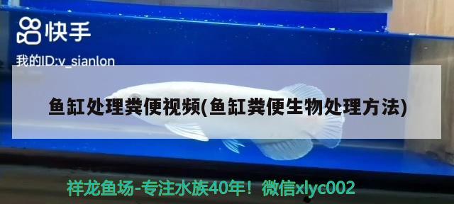 魚缸處理糞便視頻(魚缸糞便生物處理方法) 圣菲埃及魚