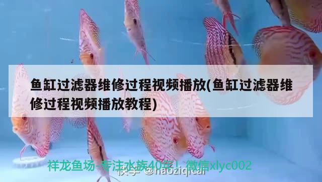 魚缸過濾器維修過程視頻播放(魚缸過濾器維修過程視頻播放教程) 帝王迷宮魚