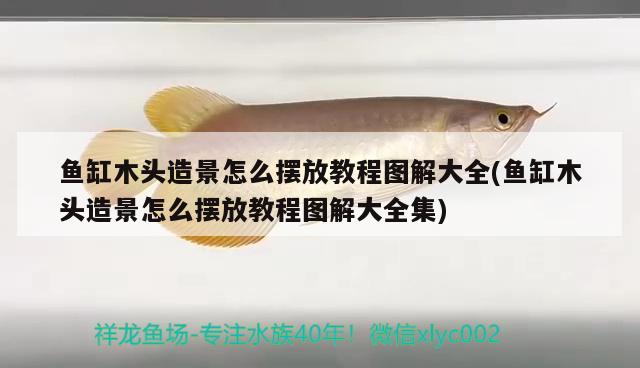 魚(yú)缸木頭造景怎么擺放教程圖解大全(魚(yú)缸木頭造景怎么擺放教程圖解大全集)