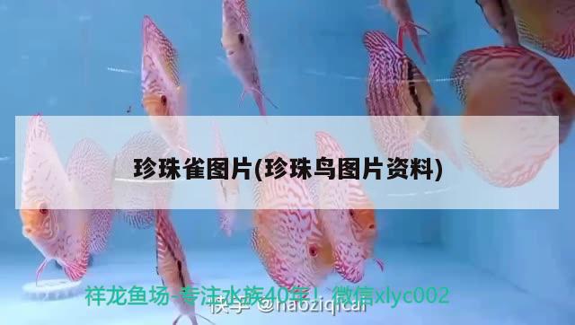 珍珠雀圖片(珍珠鳥圖片資料) 觀賞魚