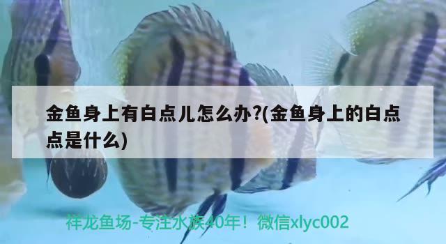 金魚身上有白點兒怎么辦?(金魚身上的白點點是什么) 觀賞魚