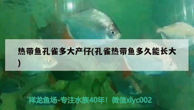 熱帶魚孔雀多大產(chǎn)仔(孔雀熱帶魚多久能長大)