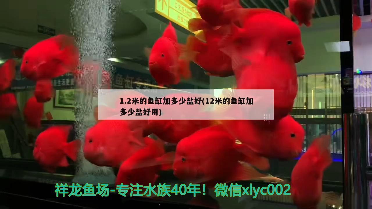 1.2米的魚缸加多少鹽好(12米的魚缸加多少鹽好用) 白子銀版魚