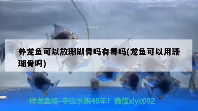 養(yǎng)龍魚(yú)可以放珊瑚骨嗎有毒嗎(龍魚(yú)可以用珊瑚骨嗎)