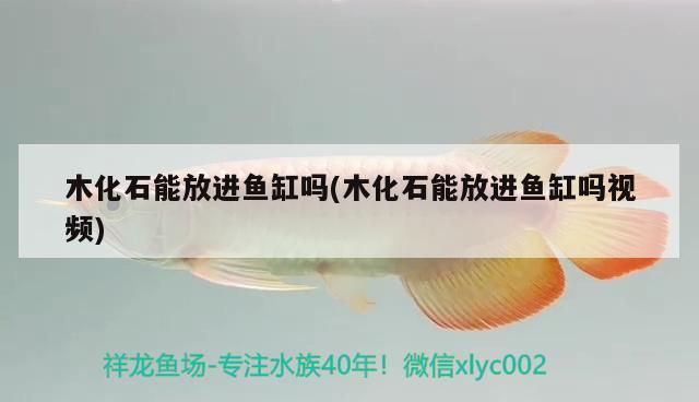 木化石能放進(jìn)魚缸嗎(木化石能放進(jìn)魚缸嗎視頻)