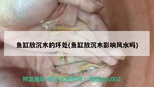 魚缸放沉木的壞處(魚缸放沉木影響風水嗎) 魚缸風水