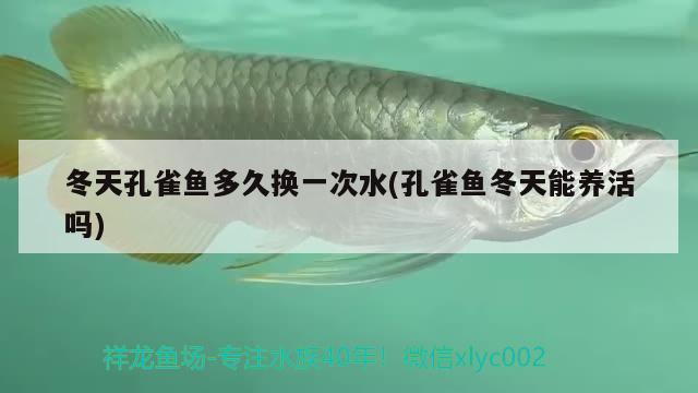 冬天孔雀魚多久換一次水(孔雀魚冬天能養(yǎng)活嗎) 觀賞魚 第2張