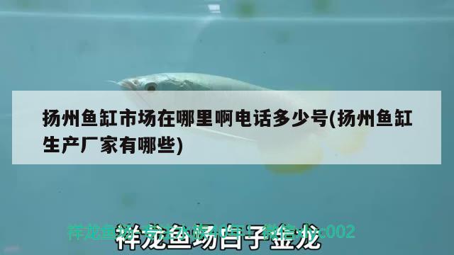 揚(yáng)州魚缸市場(chǎng)在哪里啊電話多少號(hào)(揚(yáng)州魚缸生產(chǎn)廠家有哪些)