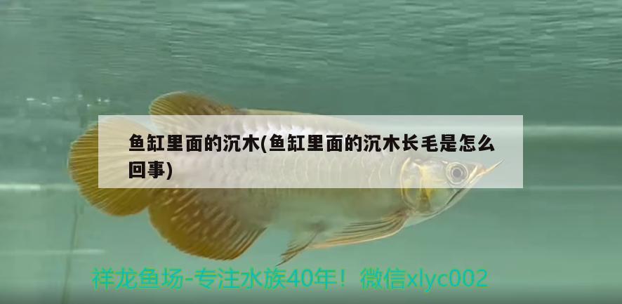 魚缸里面的沉木(魚缸里面的沉木長毛是怎么回事)