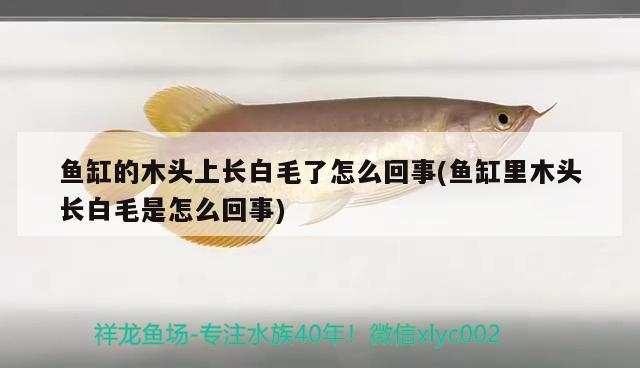 魚缸的木頭上長白毛了怎么回事(魚缸里木頭長白毛是怎么回事) 水族燈（魚缸燈）