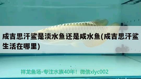 成吉思汗鯊是淡水魚還是咸水魚(成吉思汗鯊生活在哪里) 成吉思汗鯊（球鯊）魚