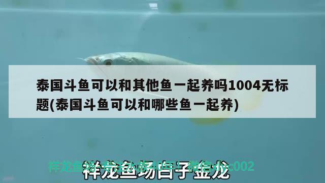 泰國斗魚可以和其他魚一起養(yǎng)嗎1004無標題(泰國斗魚可以和哪些魚一起養(yǎng)) 泰國斗魚