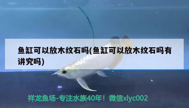 魚缸可以放木紋石嗎(魚缸可以放木紋石嗎有講究嗎) 狗仔招財(cái)貓魚