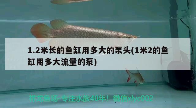 1.2米長(zhǎng)的魚缸用多大的泵頭(1米2的魚缸用多大流量的泵)