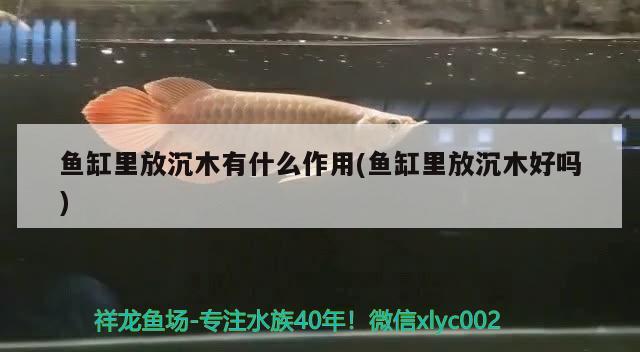 魚(yú)缸里放沉木有什么作用(魚(yú)缸里放沉木好嗎)