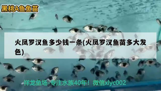 火鳳羅漢魚多少錢一條(火鳳羅漢魚苗多大發(fā)色) 羅漢魚