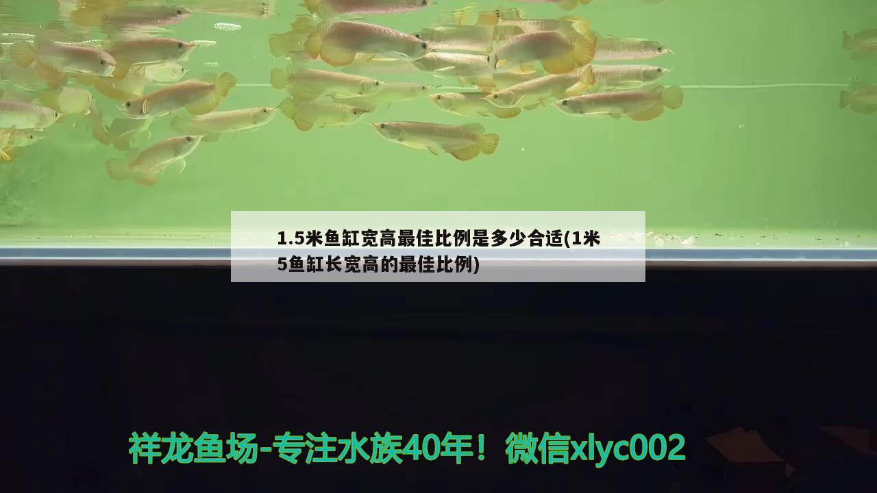 1.5米魚缸寬高最佳比例是多少合適(1米5魚缸長寬高的最佳比例) 水溫計