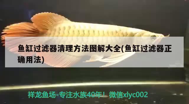 魚缸過濾器清理方法圖解大全(魚缸過濾器正確用法) 杰西卡恐龍魚