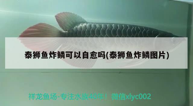 泰獅魚炸鱗可以自愈嗎(泰獅魚炸鱗圖片) 觀賞魚