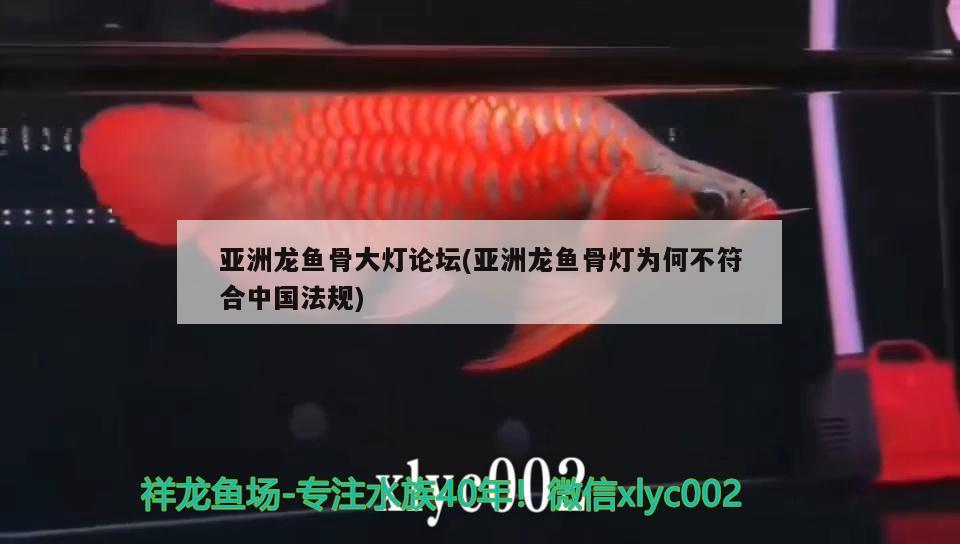 亞洲龍魚骨大燈論壇(亞洲龍魚骨燈為何不符合中國法規(guī))