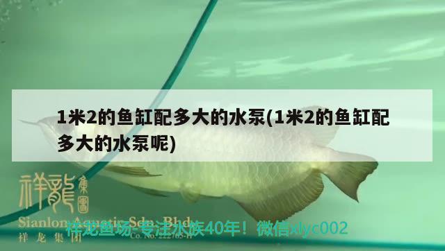 1米2的魚缸配多大的水泵(1米2的魚缸配多大的水泵呢) 狗頭魚 第1張