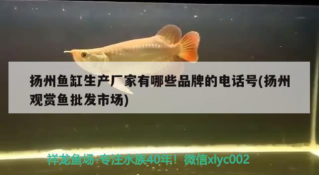 揚(yáng)州魚缸生產(chǎn)廠家有哪些品牌的電話號(hào)(揚(yáng)州觀賞魚批發(fā)市場(chǎng)) 觀賞魚批發(fā)