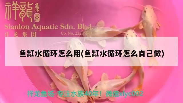 魚缸水循環(huán)怎么用(魚缸水循環(huán)怎么自己做)