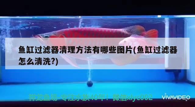 魚缸過濾器清理方法有哪些圖片(魚缸過濾器怎么清洗?)