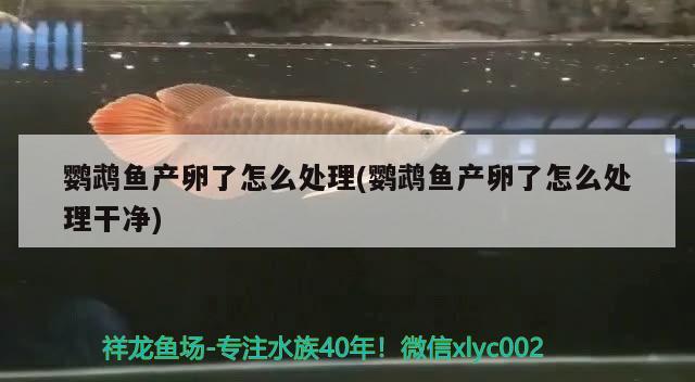 鸚鵡魚產(chǎn)卵了怎么處理(鸚鵡魚產(chǎn)卵了怎么處理干凈)