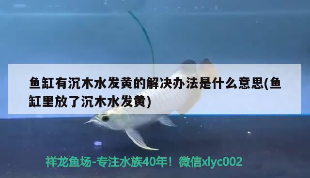 魚缸有沉木水發(fā)黃的解決辦法是什么意思(魚缸里放了沉木水發(fā)黃) 金三間魚