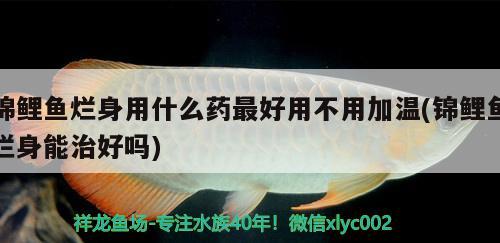 錦鯉魚爛身用什么藥最好用不用加溫(錦鯉魚爛身能治好嗎)