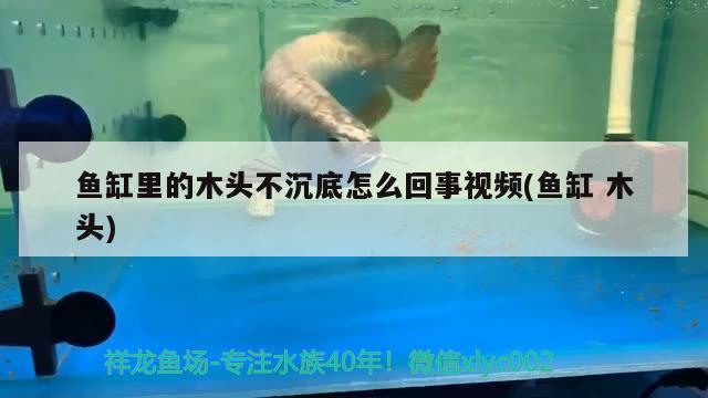 魚缸里的木頭不沉底怎么回事視頻(魚缸木頭)