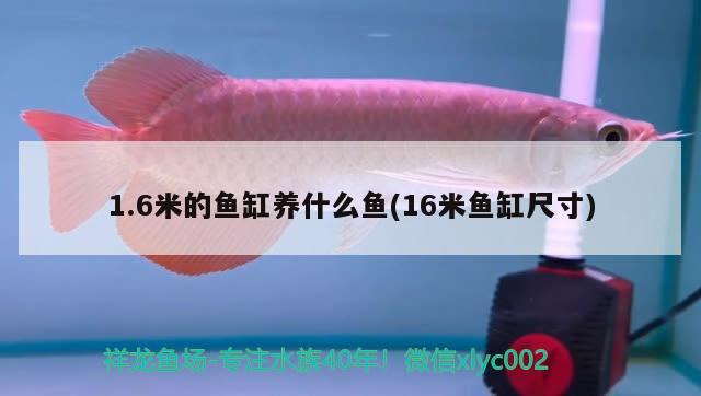 1.6米的魚缸養(yǎng)什么魚(16米魚缸尺寸) 黑金魟魚