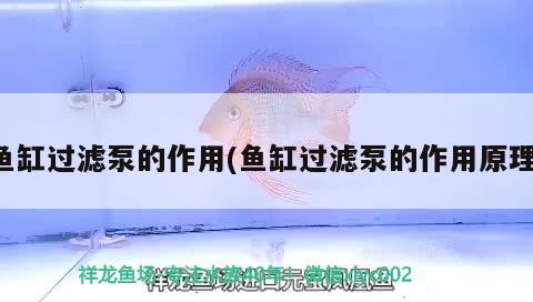 魚(yú)缸過(guò)濾泵的作用(魚(yú)缸過(guò)濾泵的作用原理) 恐龍王魚(yú)