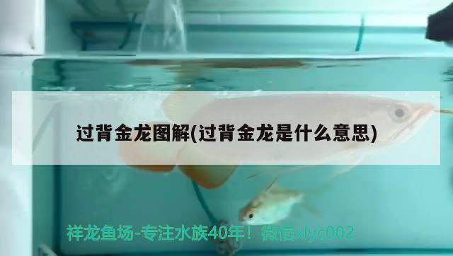 過背金龍圖解(過背金龍是什么意思) 觀賞魚