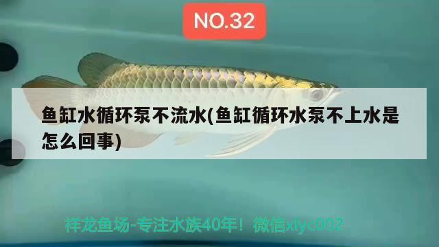 魚缸水循環(huán)泵不流水(魚缸循環(huán)水泵不上水是怎么回事)