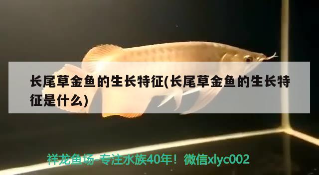 長尾草金魚的生長特征(長尾草金魚的生長特征是什么) 觀賞魚