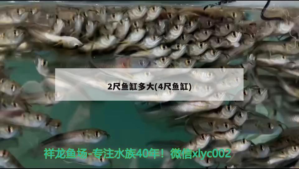 2尺魚缸多大(4尺魚缸)