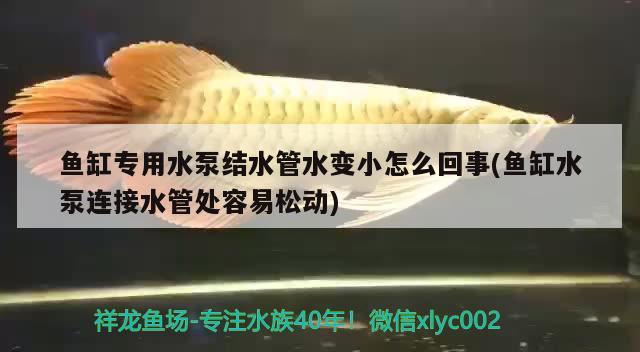 魚缸專用水泵結(jié)水管水變小怎么回事(魚缸水泵連接水管處容易松動(dòng))