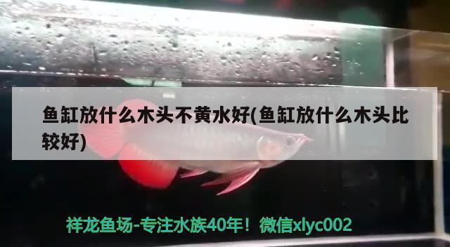 魚缸放什么木頭不黃水好(魚缸放什么木頭比較好) 廣州水族批發(fā)市場(chǎng)